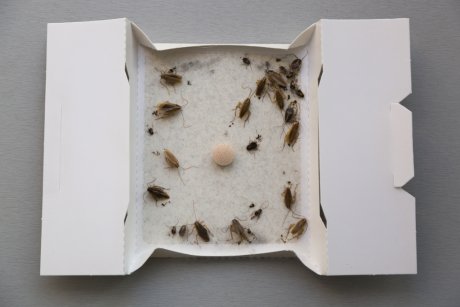 Сделанная самостоятельно ловушка для тараканов